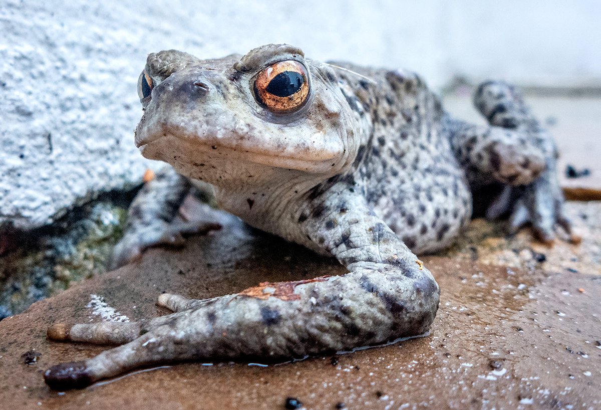 andrewhasson's tweet photo. Brighton #gardenlife #frog #toad #frogortoad #macro #springtime #grumpy https://t.co/wQ5RYyQQNf