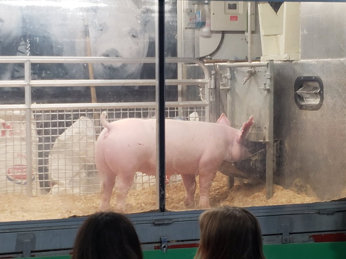 jhrobinson2005's tweet photo. #ifarm22 is underway! Ag Education for our Grade 3 students in Perth County. https://t.co/PsfIx53DCx