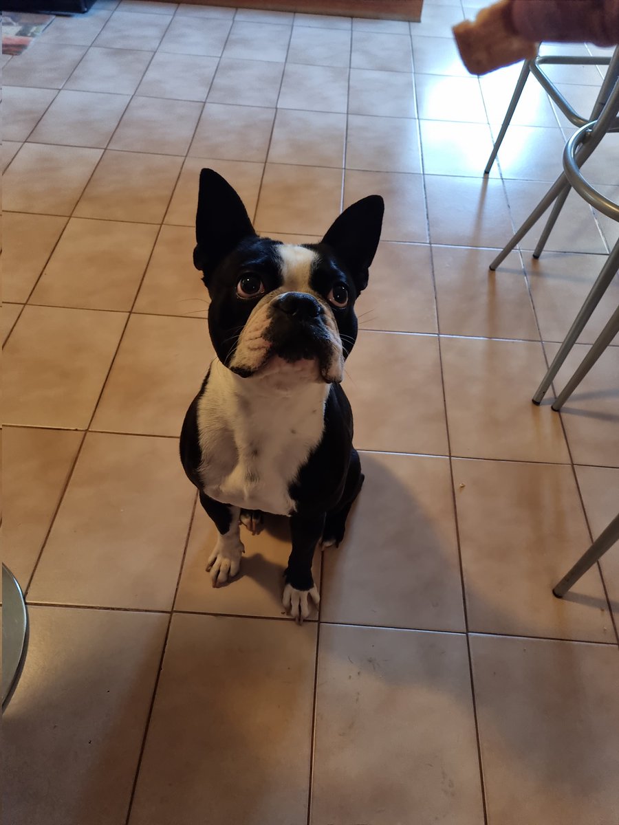 TheBostonDoggo's tweet photo. I wonder if Mommy is getting me a biscuit...?

#nft #nftcommunity #nftart #nftcollector #nfts #doggonft #bostonnft #crypto #nftinvestor #polygon #polygonnetwork #polygonart https://t.co/PrSIPlD8Ty