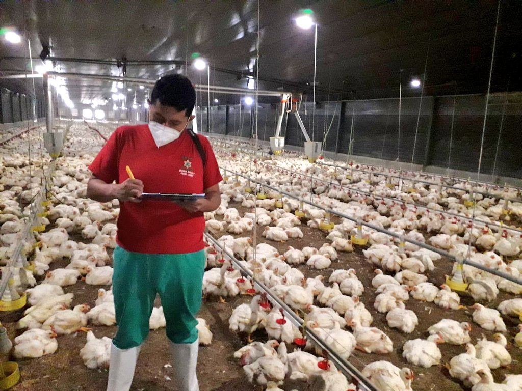 AgrocalidadZ5's tweet photo. #Guayas | Realizamos inspección zoosanitaria a granja avícola previo a renovación del permiso de funcionamiento, con el objetivo de mantener los parámetros y estatus zoosanitarios; en el cantón Pedro Carbo. #PrevenciónSanitaria https://t.co/kh9oMtOHZW