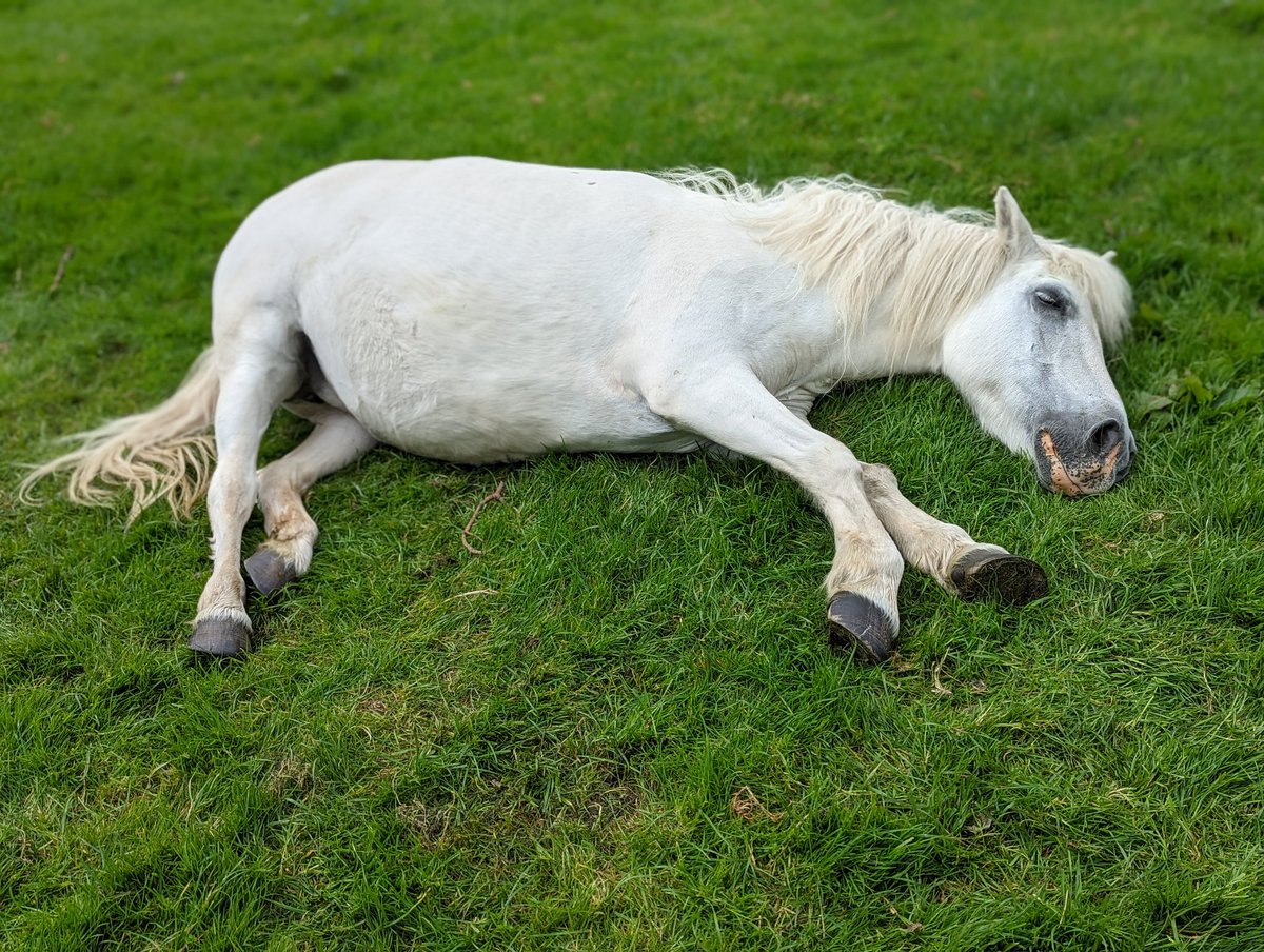 Glamper at my door: the white pony in that field is dead. It's swelled up and not breathing

The #fatpony is getting too good at the carcass impression. I honestly think she's holding her breath to upset as many glampers and passersby as possible