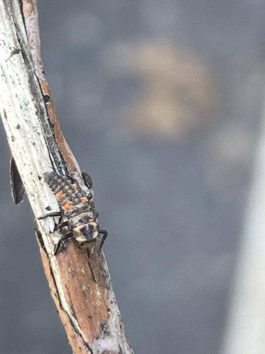 bugsofpa's tweet photo. This is Moraine https://t.co/4kUaFse8G7
