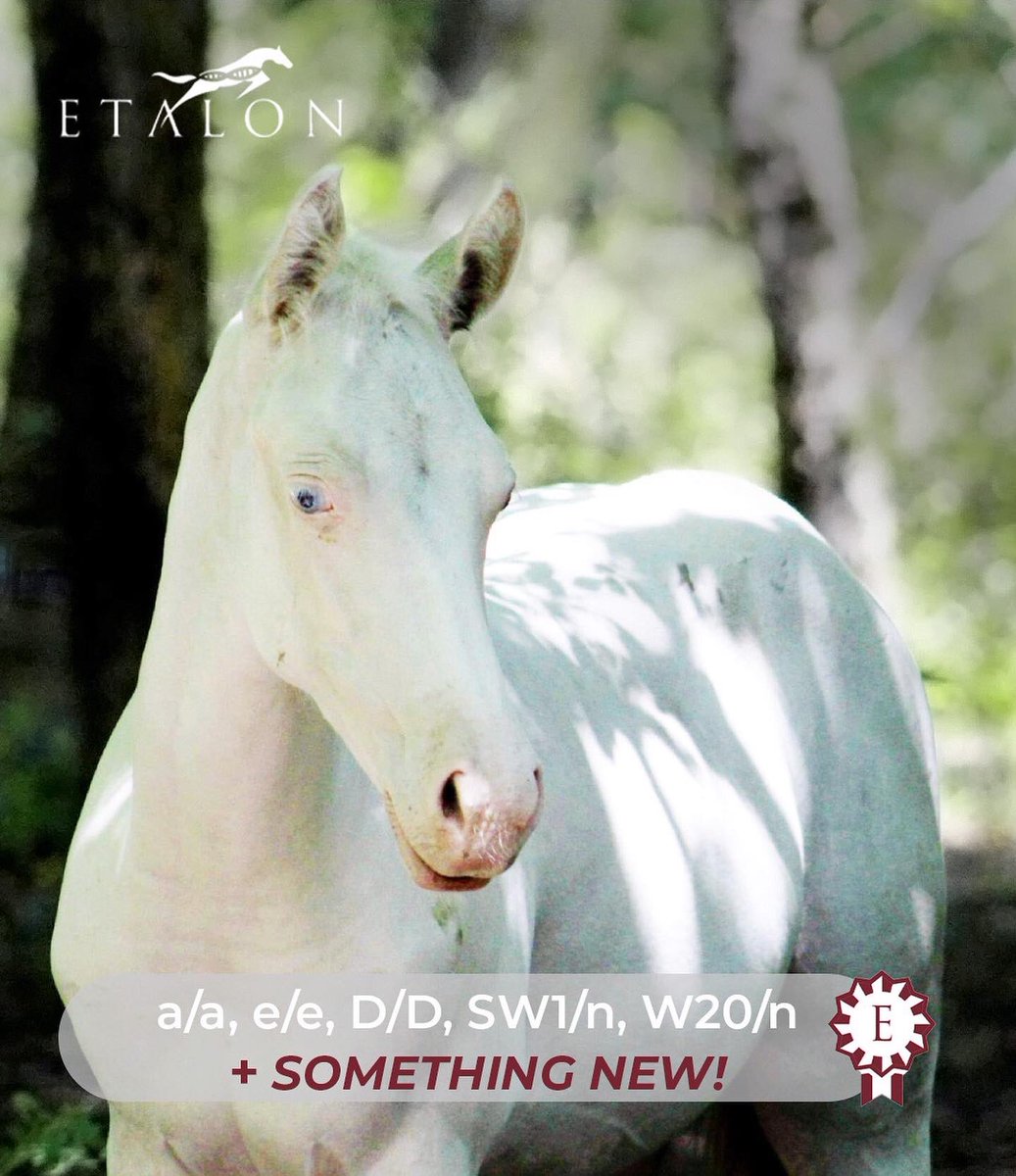 DISCOVERY ALERT! 🚨’One in a Million Dun’ indeed! This bodacious boy has his own unique new color gene variant. Stay tuned for the big reveal! 🤍 #ShowOffYourGenes #EtalonDX