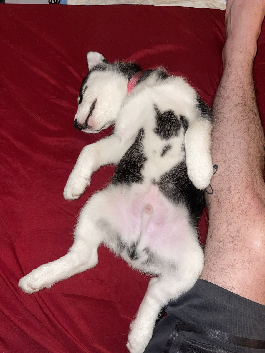 Cody_Goat42's tweet photo. Say hello to the newest member of my family, rebel! 🐶🦴🐾 https://t.co/yCAb7yejoQ
