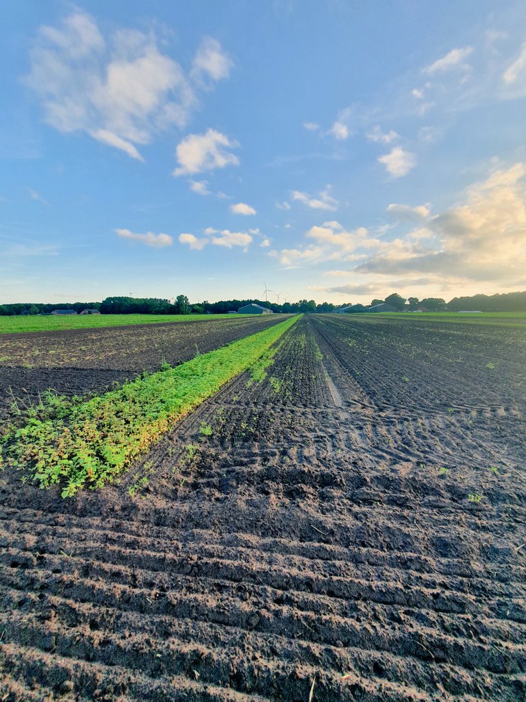 Een goed bezochte bijeenkomst "Toekomstbestendige beheersing onkruid en aardappelopslag op het akkerbouwbedrijf van de familie Dun in Musselkanaal". Georganiseerd door <a href="/AnogGn/">ANOG</a> <a href="/HLBbv/">HLB</a> @WUR_openteelten en <a href="/ANDrenthe/">Agr. Natuur Drenthe</a>  .