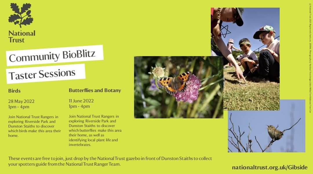 Pop down to Dunston Staiths on Saturday and see how many butterflies you can find!