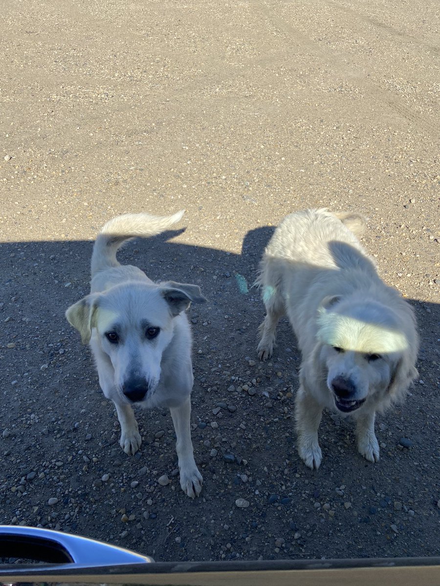 Of course, had to take a few pics of the #FarmDogs I get to meet!  <a href="/farmers_edge/">Farmers Edge</a>