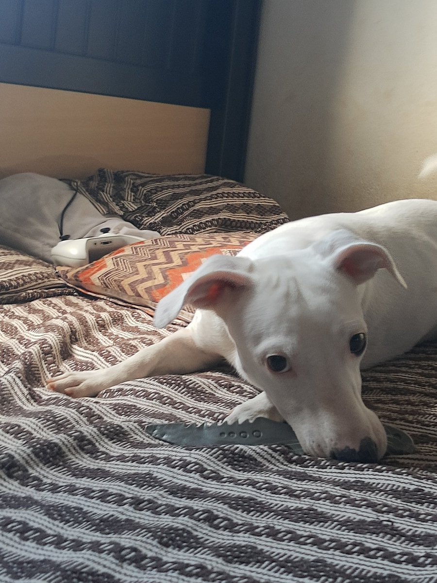 Ryan36135351's tweet photo. @fenahumaniidade Com uma faca de brinquedo na boca,pronto para cometer um crime https://t.co/NoMXCrA713