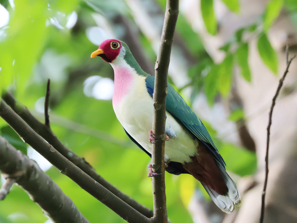 KoolKao's tweet photo. Another shot of the Jambu Fruit Dove

#TwitterNaturePhotography #TwitterNatureCommunity #singaporebirding #birds #nature #BirdsSeenIn2022 https://t.co/34Tl4XnHdb