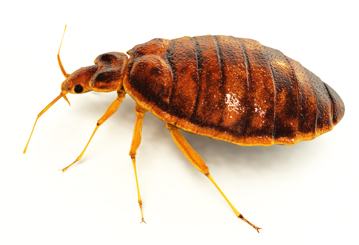 MedlinePlusEsp's tweet photo. Las chinches pican y se alimentan de la sangre. ¿Cómo prevenir que aparezcan chinches de cama en tu hogar? Entérate aquí https://t.co/dQhHmeFT53 #BedBugAwarenessWeek https://t.co/qhZgnLIznH