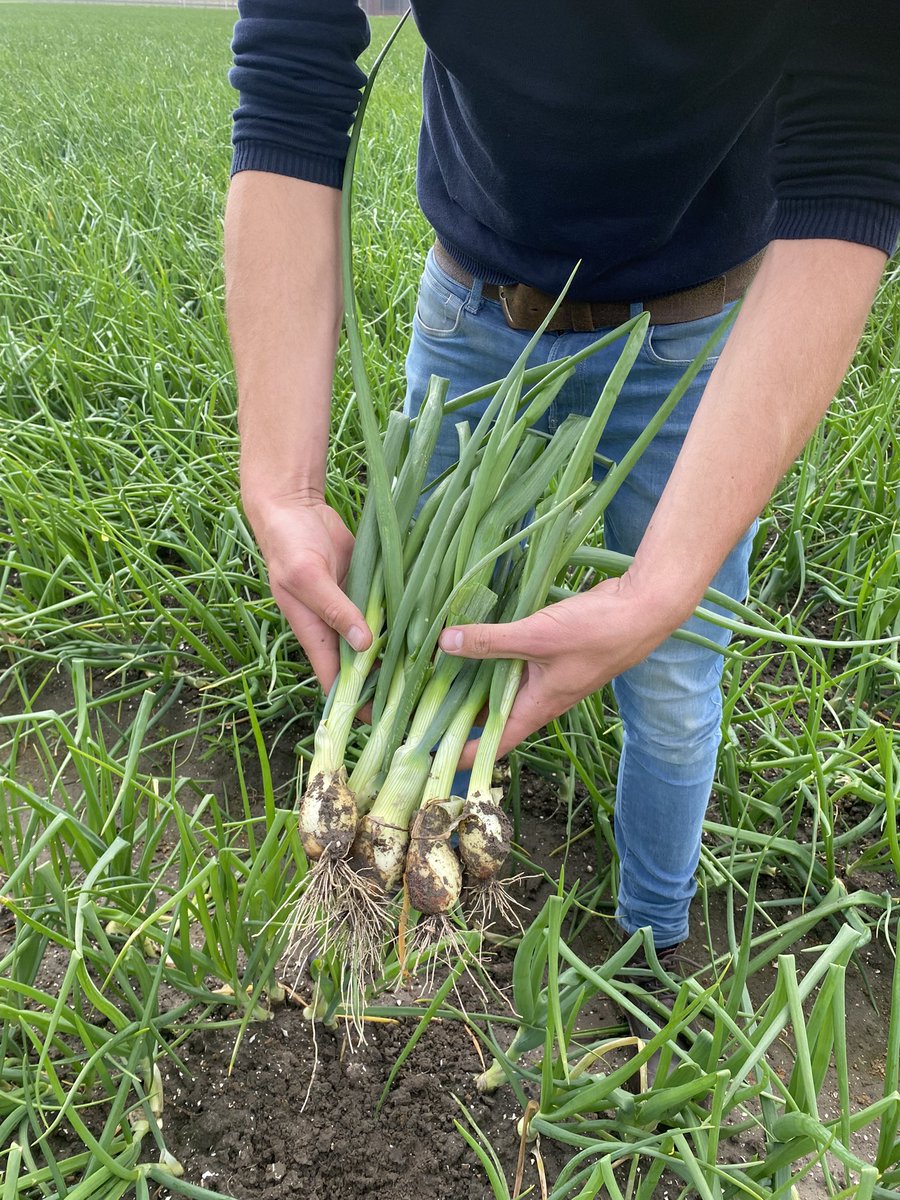 Deze Troy Bio is al aardig op weg naar het zakje.  prachtig blok . <a href="/BejoBenelux/">Bejo Benelux</a> <a href="/BroerBV/">Broer B.V.</a> <a href="/onionsets/">Quality inside</a> <a href="/DeGrootenSlot/">De Groot en Slot</a> <a href="/WeGrowOrganic/">WeGrowOrganic</a>
