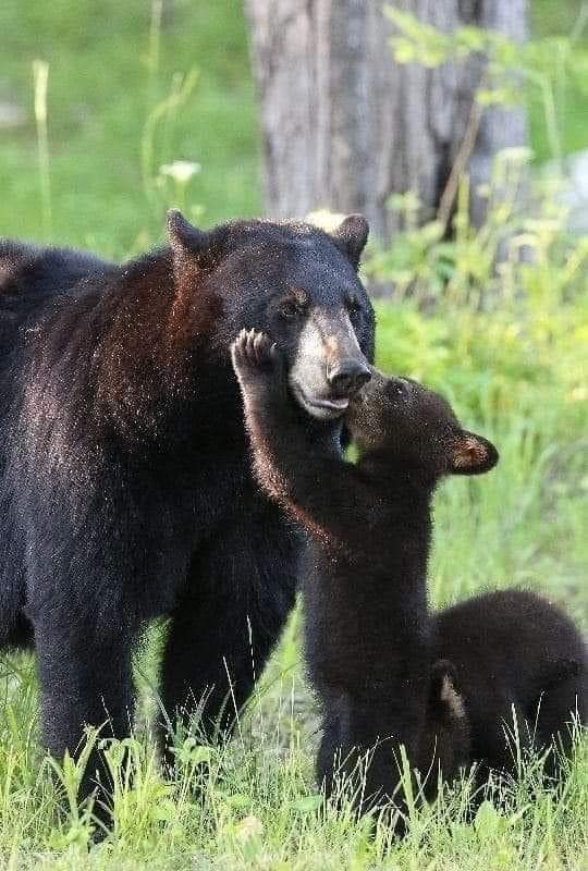 #love #mothersonlove #photo #nature #wilders #wildlife
