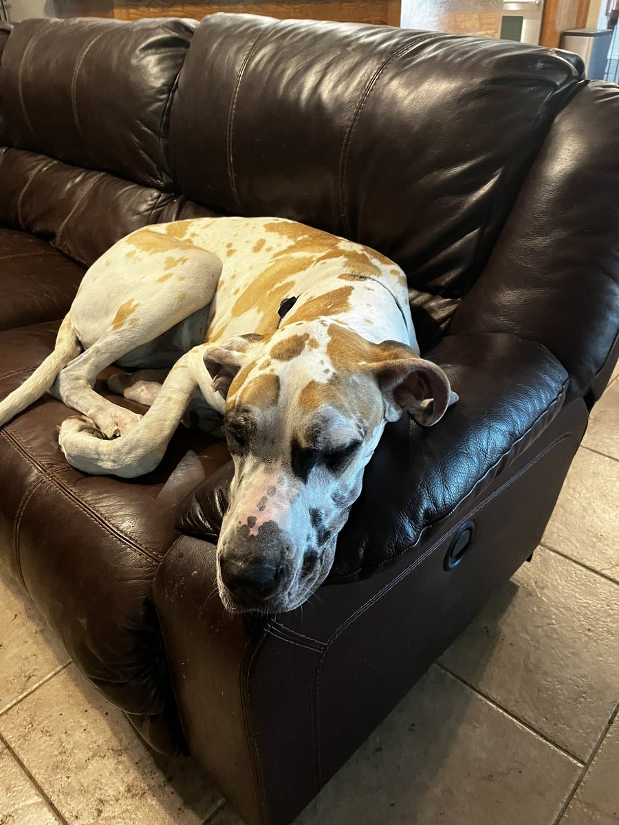 MooseGoose_GD's tweet photo. Sleepy Moo #DogsofTwittter #sleepy #greatdane #baby #Sleeping #cute https://t.co/NgryLgIhSm