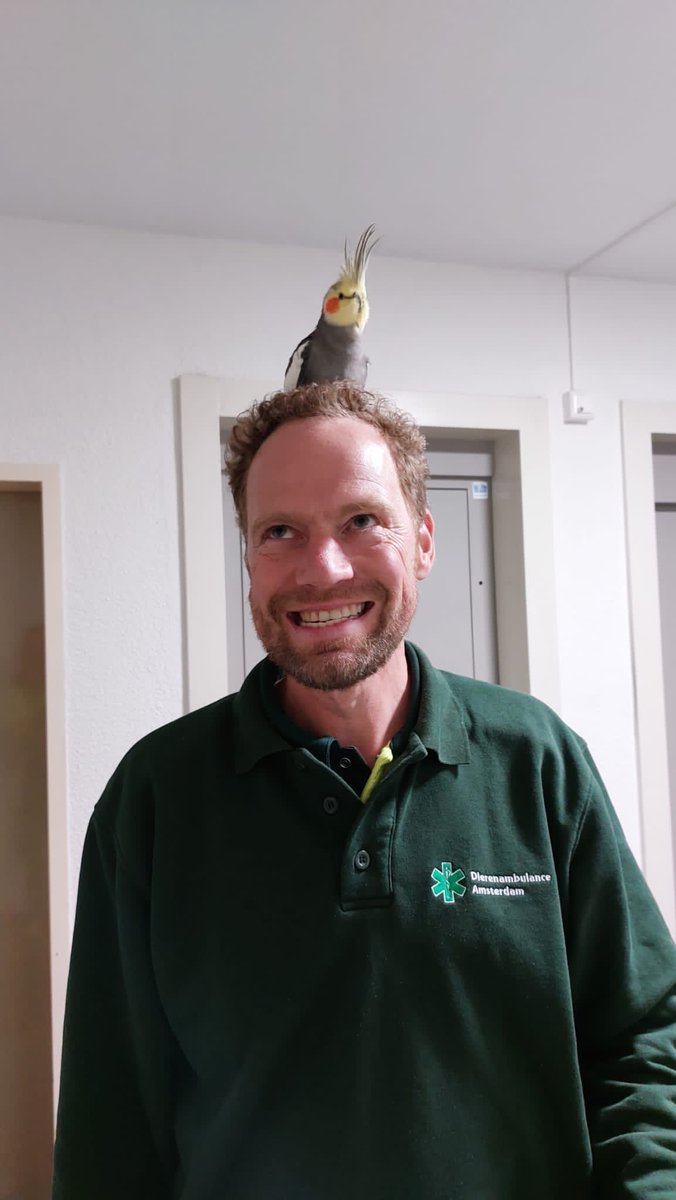 Valkparkiet was aankomen vliegen bij een mevrouw in #NieuwWest. Zat op haar schouder, stapte over op Lisa haar hand, maar het hoogtepunt was toch het tonsuurtje van Martijn, geef hem ongelijk!
#vrijwilligers #dierenambulance #Amsterdam