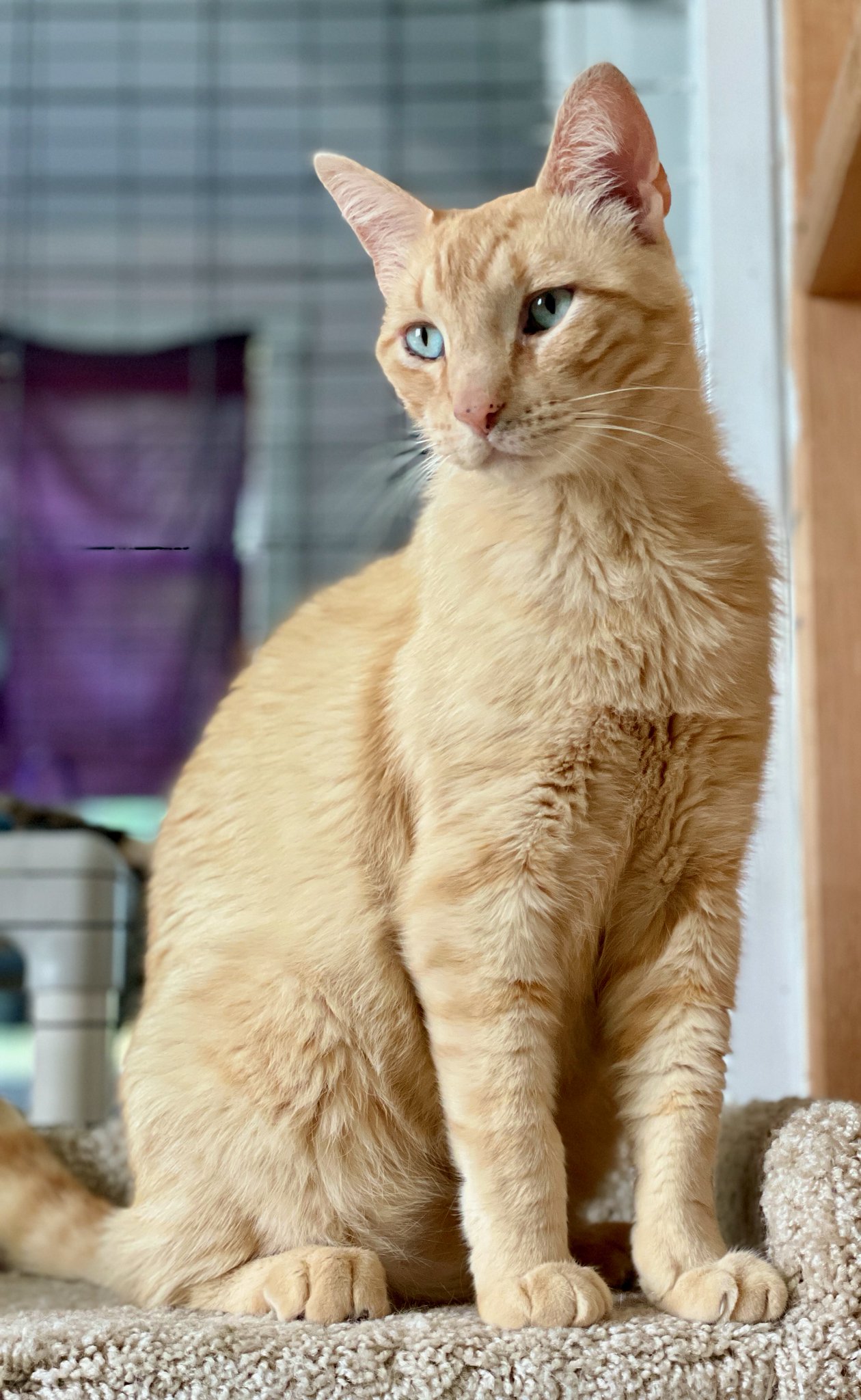 RappCats on Twitter "Swindler wanted to show he's "contrite" for