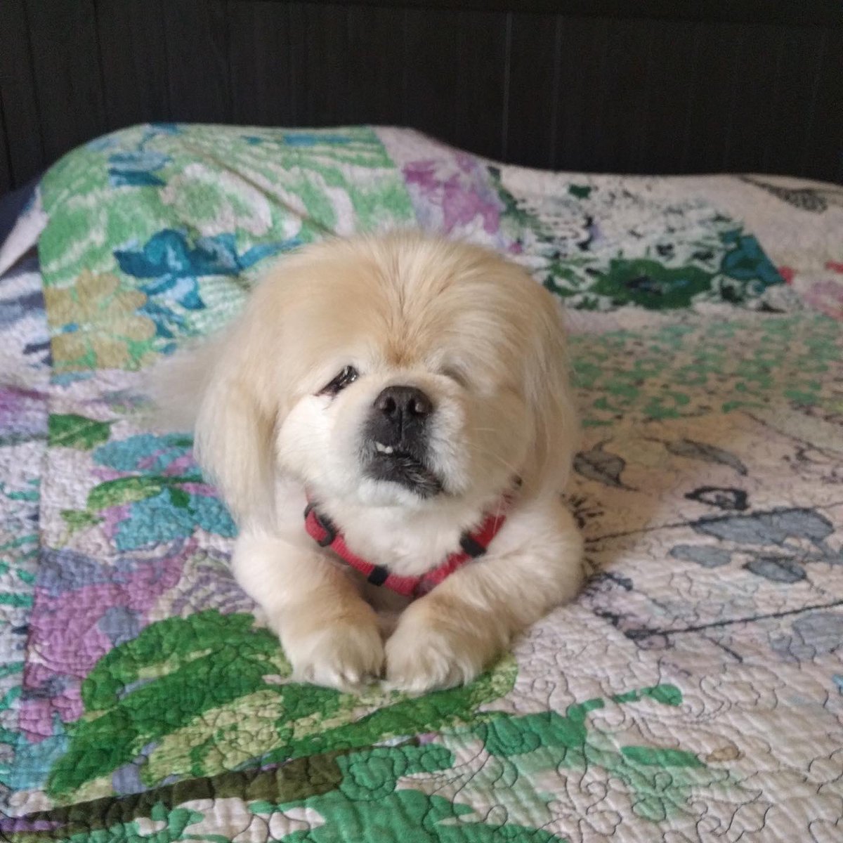 Herman Li tweet media