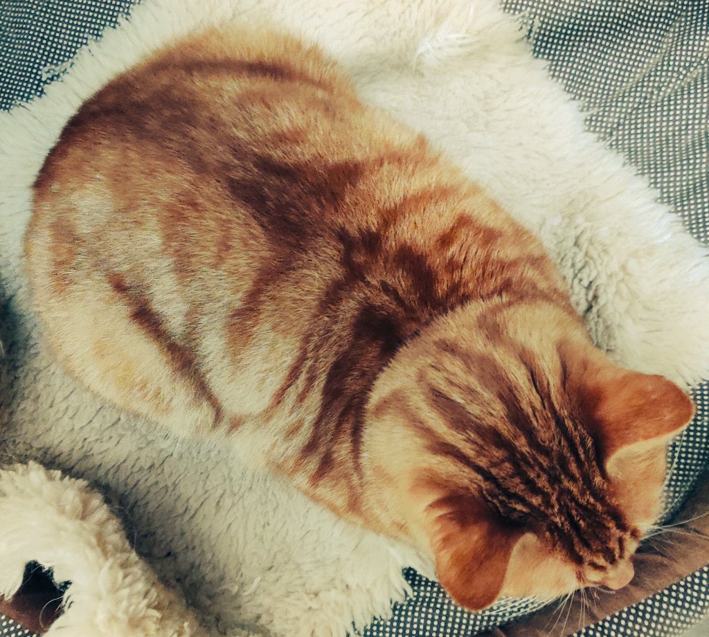 AadooZuko's tweet photo. Guess who's all grownup Big Boy & who's sticking as close to Dad's lap as is currently possible?!!? Must say it's nippy today! Brrrr! π¨π₯Άππ₯Άπ¨ Keep cosy, furiends!
#CatsOfTwitter #CatsOnTwitter #ColdCats #CatsNapping #GingerBois #WeLoveDadsLap #CalmCats #ChillCats #ThisIsUsToo https://t.co/OhqXajJxNx