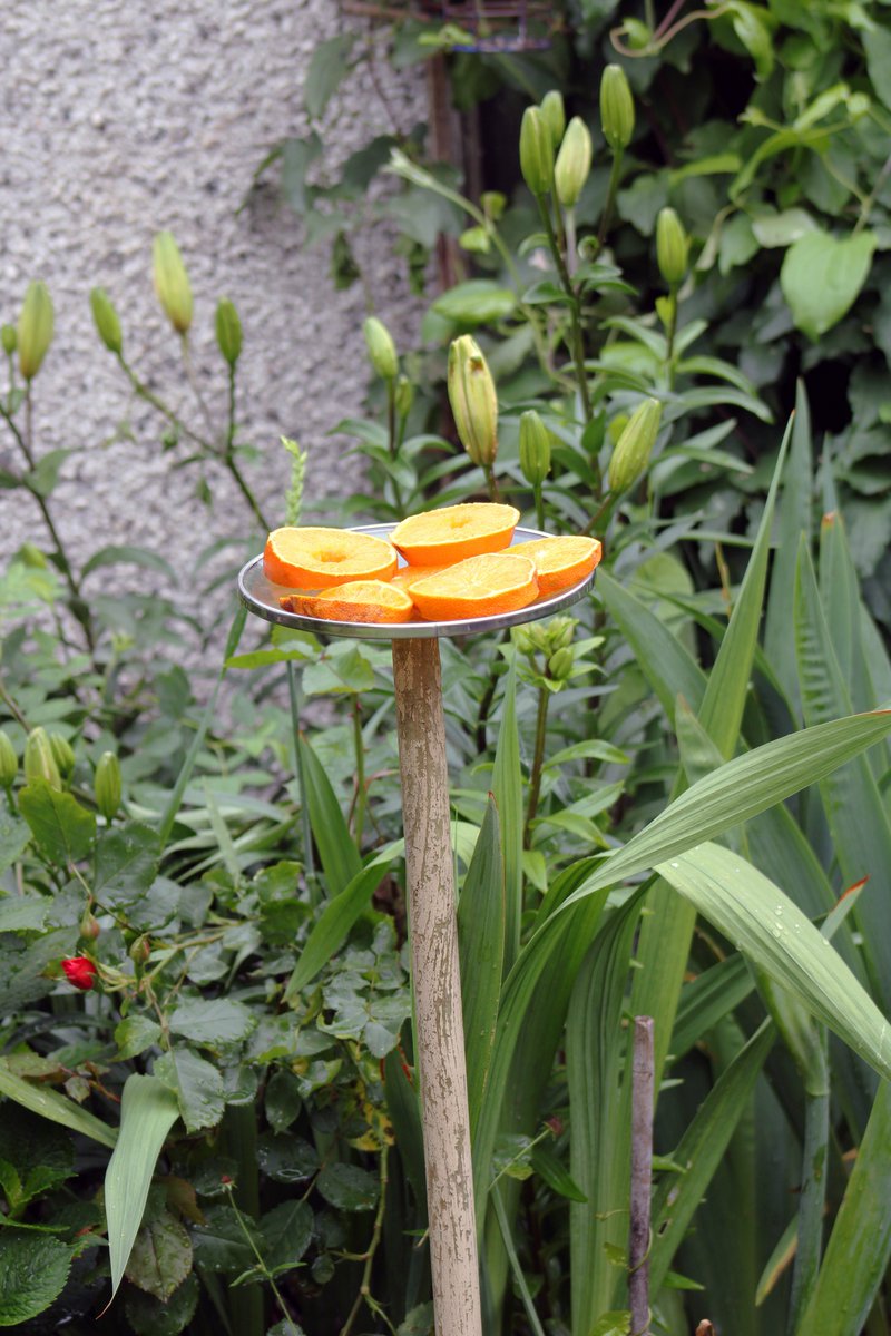 MorvienR's tweet image. I put a new home made feeder in the garden today from the  #Howtospend #30DaysWild guide and put slices of orange on it🟠let see who goes on it🤓@Team4Nature @30DaysWild @WildLondon @MyGarden_Uk @insectweek  @RSPB_Richmond @Natures_Voice @AFONature @BBCSpringwatch @beMEWsed