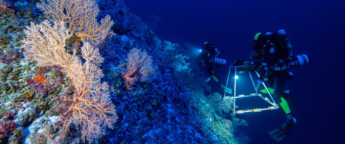 📢  Mesophotic coral ecosystems might be crucial for the conservation of coral reefs 📢

A new scientific paper reveals that coral diversity is  higher in the mesophotic range (40-60m) than in shallow reefs.
➡️onlinelibrary.wiley.com/doi/10.1111/dd…

#CNRS #Rolex #PerpetualPlanet #RegionBretagne