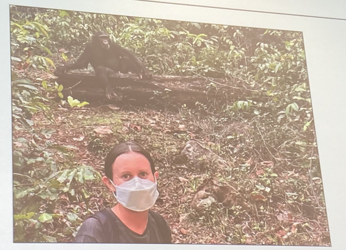 Jaap_de_Roode's tweet photo. Being social is great but also risky. This is true for humans and chimpanzees who suffer from respiratory diseases. Jessica Deere @eeid2022 @emorycollege https://t.co/3omv4UuoQS