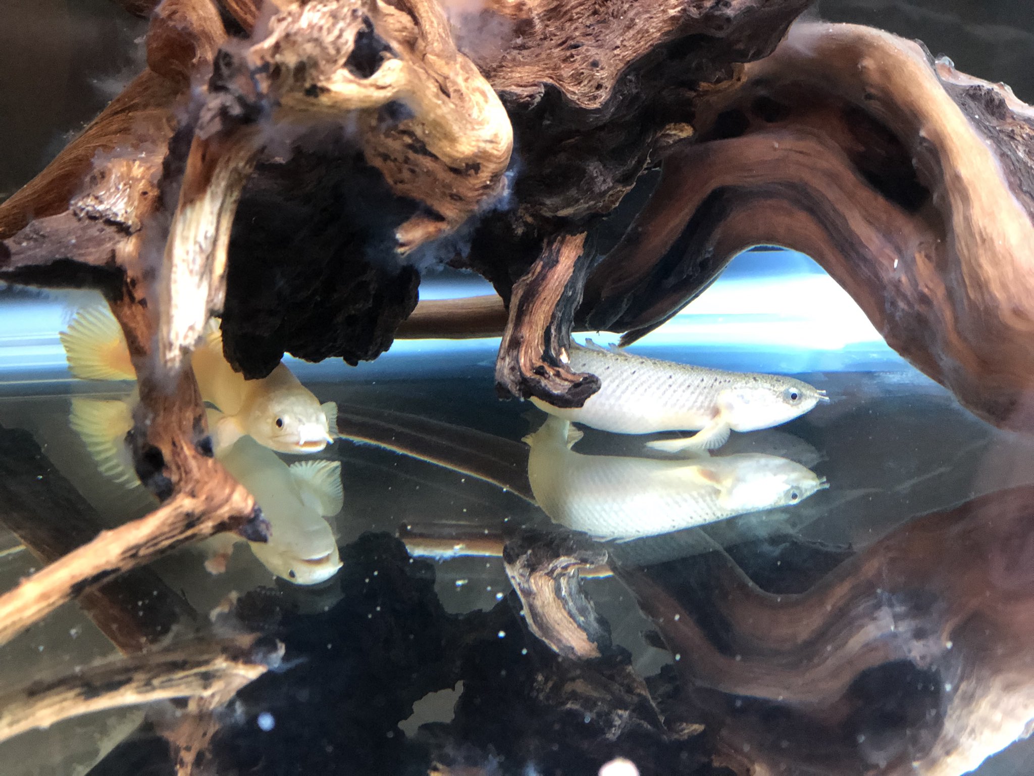 古代魚倶楽部 今日のポリプ 流木の白カビ取っても取っても出てきちゃう 皆さんの対処法ご教授願います T Co Tiwswan9lg Twitter 古代魚倶楽部 今日のポリプ 流木の白カビ取っても取っても出てきちゃう 皆さんの対処法ご教授願います T Co Tiwswan9lg Twitter