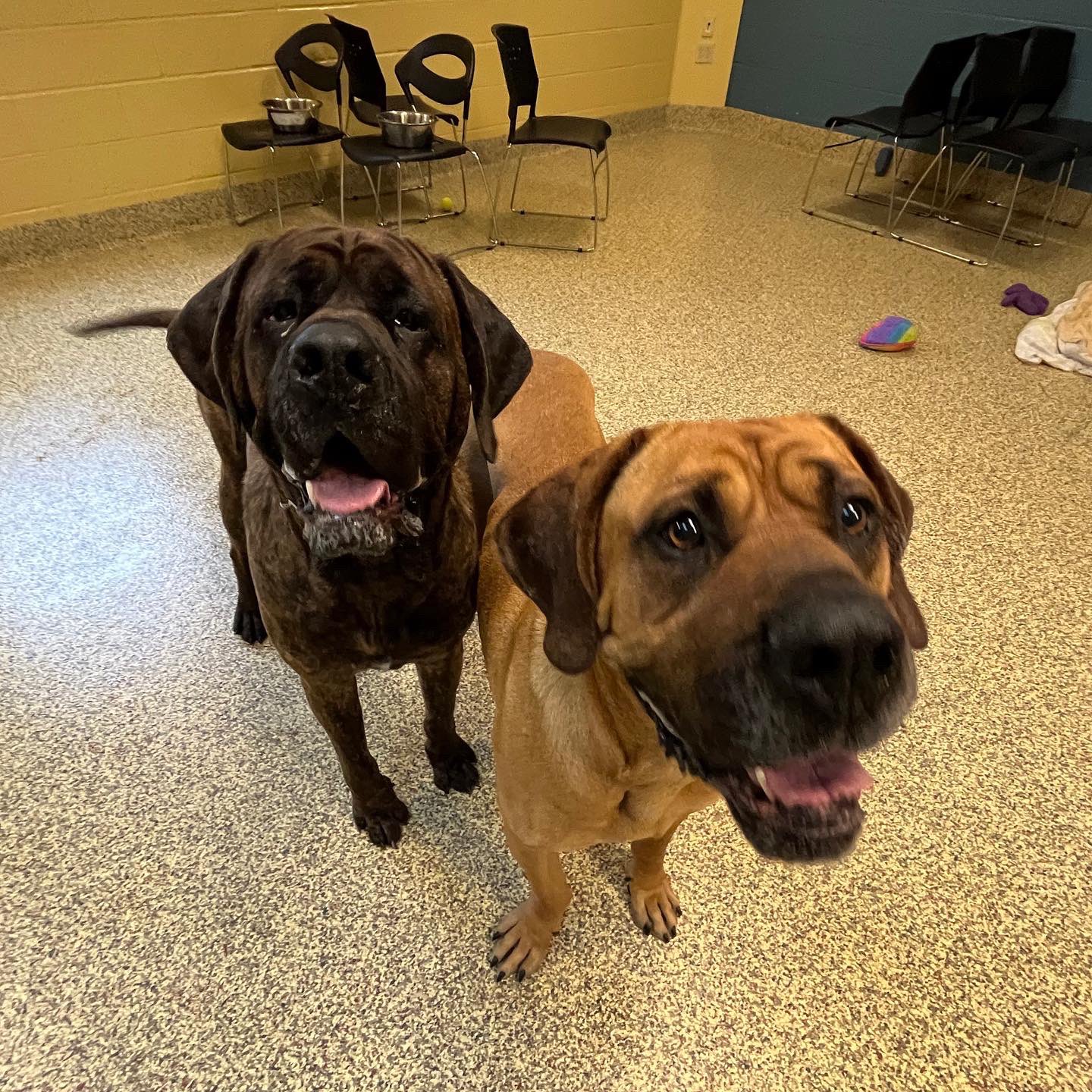 Can A Dog Starve Themselves