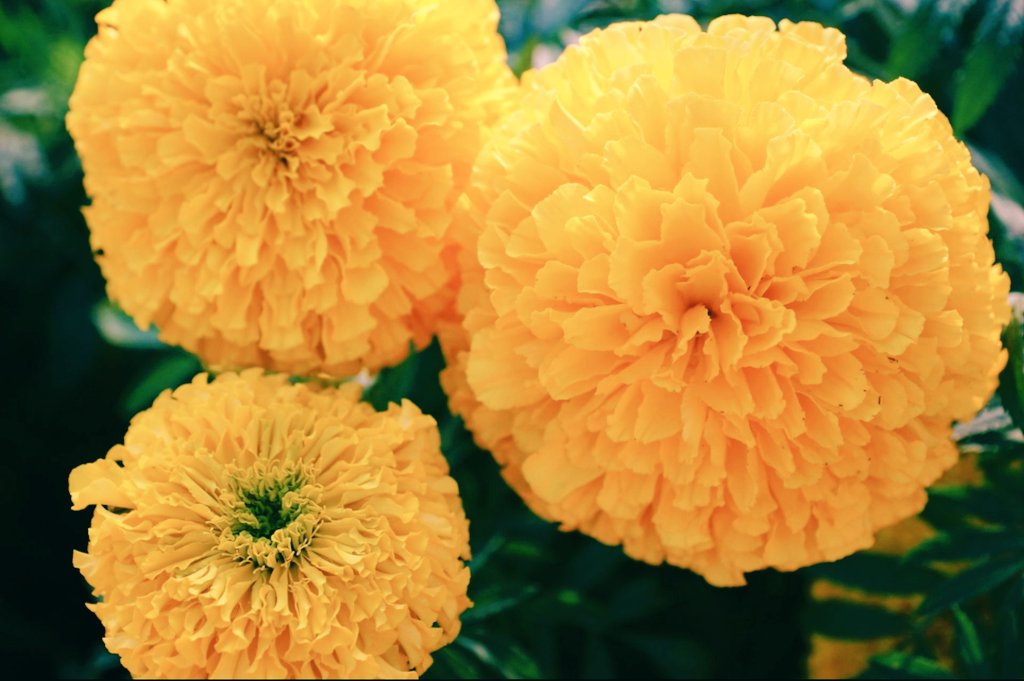 チョコ ᕷ 5053 𖥣𖥣 𓇥 𖥣𖥣 𓇥 おはチョコです 6月8日 水 仲良しフォロワーさん 推しさんの体調不良 今は無理せず ゆっくりと 静養なさってください 今日のお花は マリーゴールド 花言葉 元気 健康 気温変化