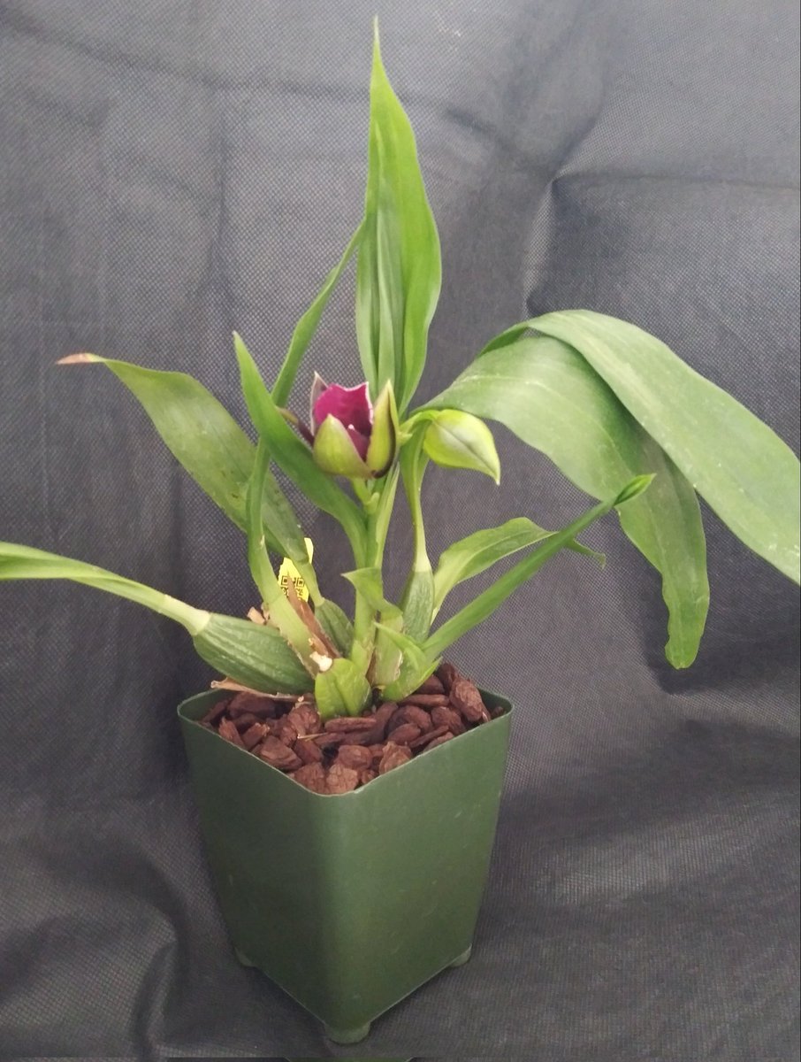 PetrovichBilly's tweet photo. #Orchid in progress Stay tuned for #BloomageReports https://t.co/TXdeHHIskm