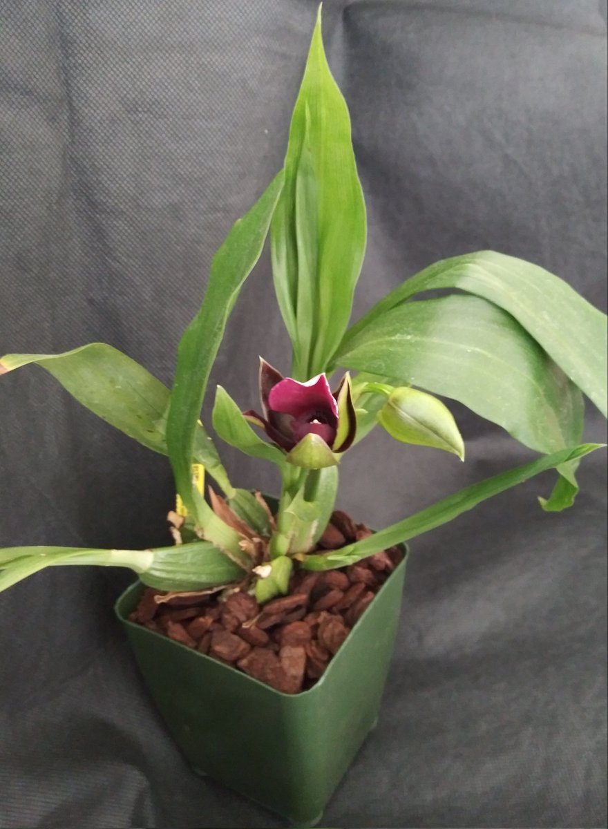 PetrovichBilly's tweet photo. #Orchid in progress Stay tuned for #BloomageReports https://t.co/TXdeHHIskm