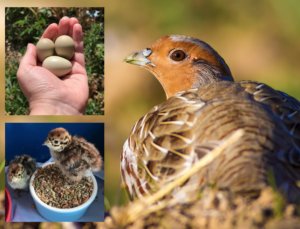 OvertonSTEM's tweet photo. No movement yet in the hatching of our grey partridge eggs. Pupils tonight from @DevonshireSM2 and @rhjuniorschool started their conservation projects thinking about how we can help save this native British species.@overtongrangesc #STEMeducation #greypartridgeconservation https://t.co/hyU4FFrYOv