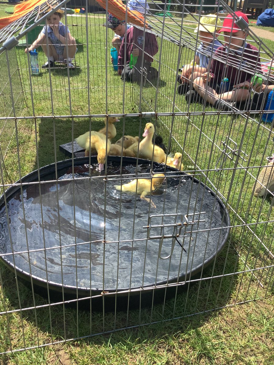 NLeeGDPS's tweet photo. Ducklings 🐥 enjoying the sunshine alongside the nursery children @GreatDenhamPS @denisemburgess https://t.co/5VIK35rEm6
