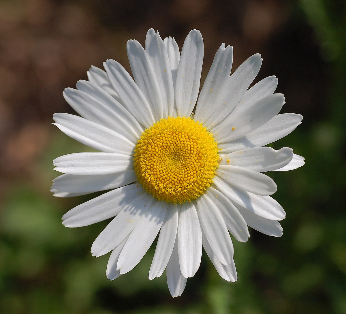 🌼A Team nomination for a Daisy Award! Very proud to receive this. 🙌 🌼plus.... 4 x Daisy nominations for Deputy Sister Johnsy &amp; Tulip nomination for HCA Debs 🥰 #NHSheroes #DaisyAward #NHSNursing #TulipAward  <a href="/claire_conboy/">Claire Conboy</a> <a href="/NUHMedicine/">NUH Medicine</a> @TeamNUH <a href="/DAISY4Nurses/">DAISY Foundation</a> <a href="/NUH_Respiratory/">NUHRespiratory</a>