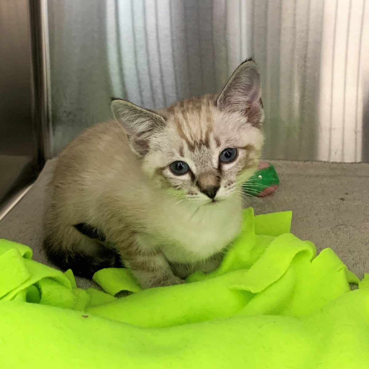 perrys_place_la's tweet photo. A $2500 grant from @Virbac_US sure sounds nice 😻

Help Heaven on Earth win: https://t.co/ztqAgezjGg

Thank you!❤️

#CatsOfTwitter #EveryPetProject https://t.co/HL31FWF6Sk