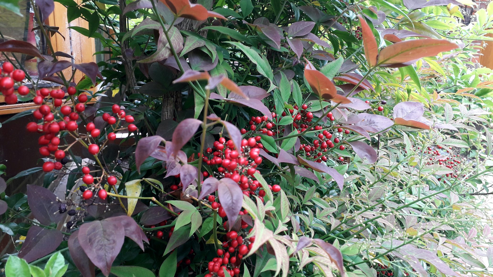 Nandina domestica ‘Gulf Stream' Heavenly Bamboo