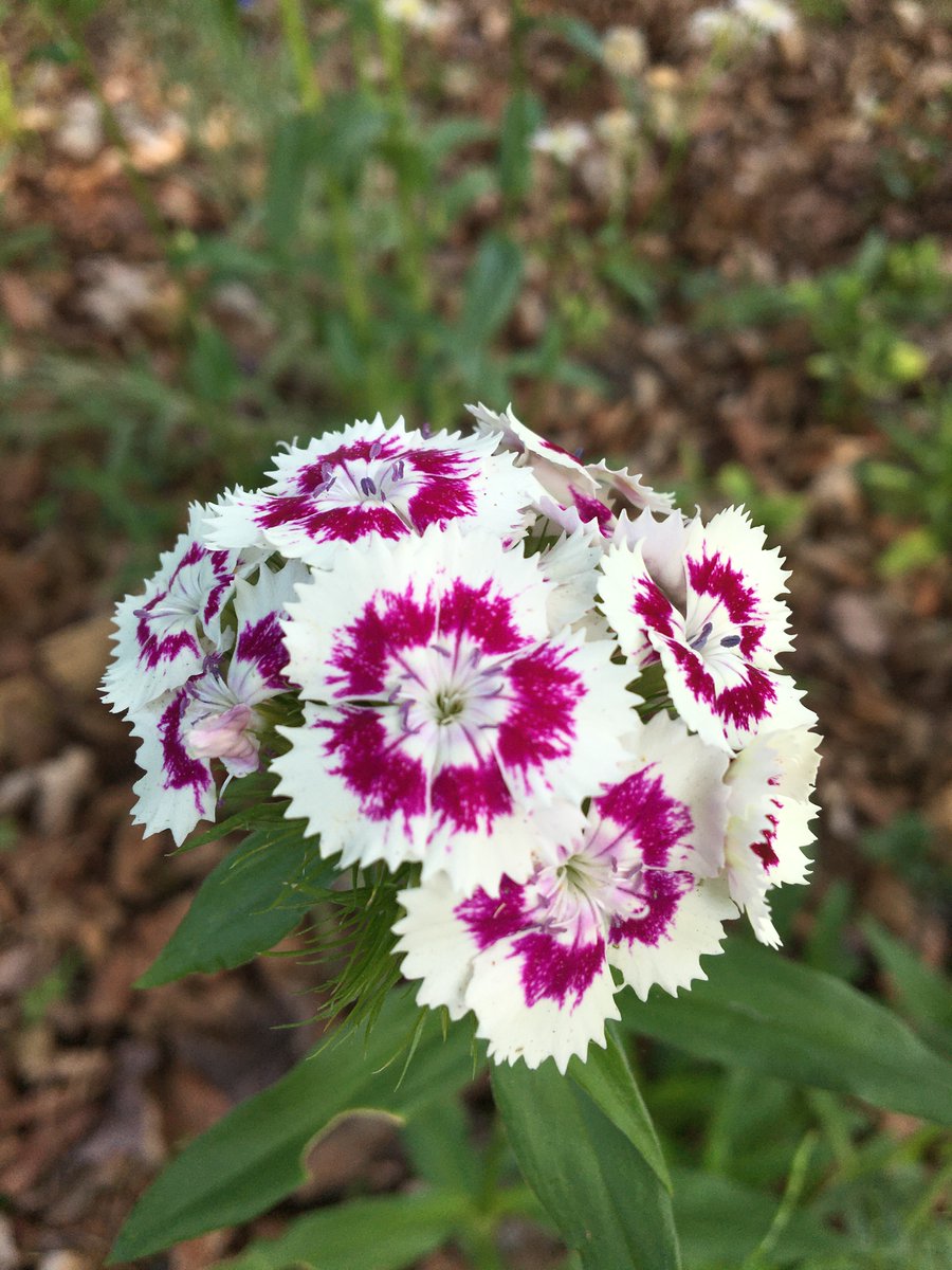 Slowly, I've been growing a #wildflower "meadow" on a barren patch of ground on my property. The flowers that are showing up this year make me catch my breath! The #pollinators  are delighted too. #rewilding
