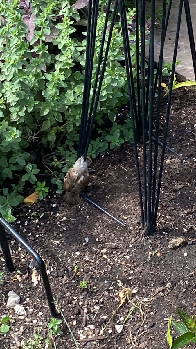 Happy ending for this little bird who managed to get head stuck here… I used my counselling skills to calm while hubby did the rescue operation. Must have been one of those “I dare you..” moments  #nature #gardenbirds #gardening #counsellorlife #Springwatch #counselling #tuesday