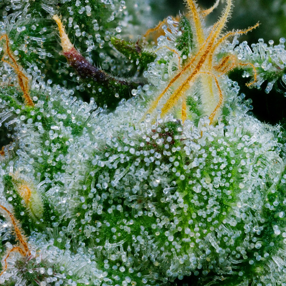 SanRafael71's tweet photo. Witness pungent gas in the making. A live plant photo of Driftwood Diesel right before harvest reveals fat, bulging #buds slathered in frosty, white #trichome heads. Get an eyeful and then get a bowlful. 🔥 https://t.co/votZ22GQ4y