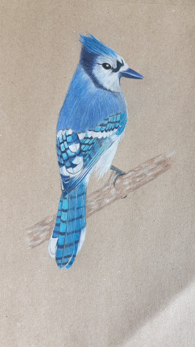 #polychromos #realistic #tonedtan #coloredpencil #drawing #art #blauhäher #bluejay #bird
