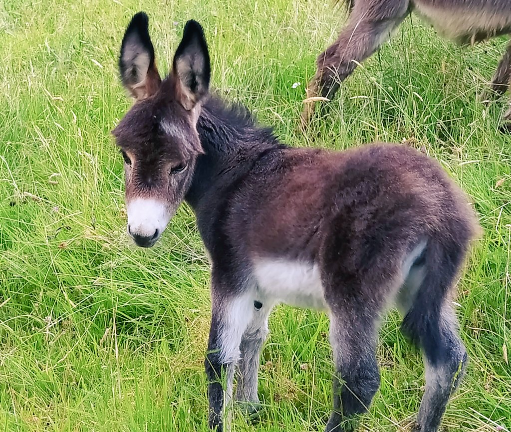 AngizEtxea's tweet photo. Etxe ondoko zelaian astotxoa. Pelutxea dirudi/ Un burrito - Peluche recién nacido en el prado al lado de casa.
El burro es más inteligente que el caballo. Si pones un burro en una manada de caballos, éstos irán detrás de él. Me encantan!
#turismonavarra #vacacionesconmascota https://t.co/58UkU8a27j