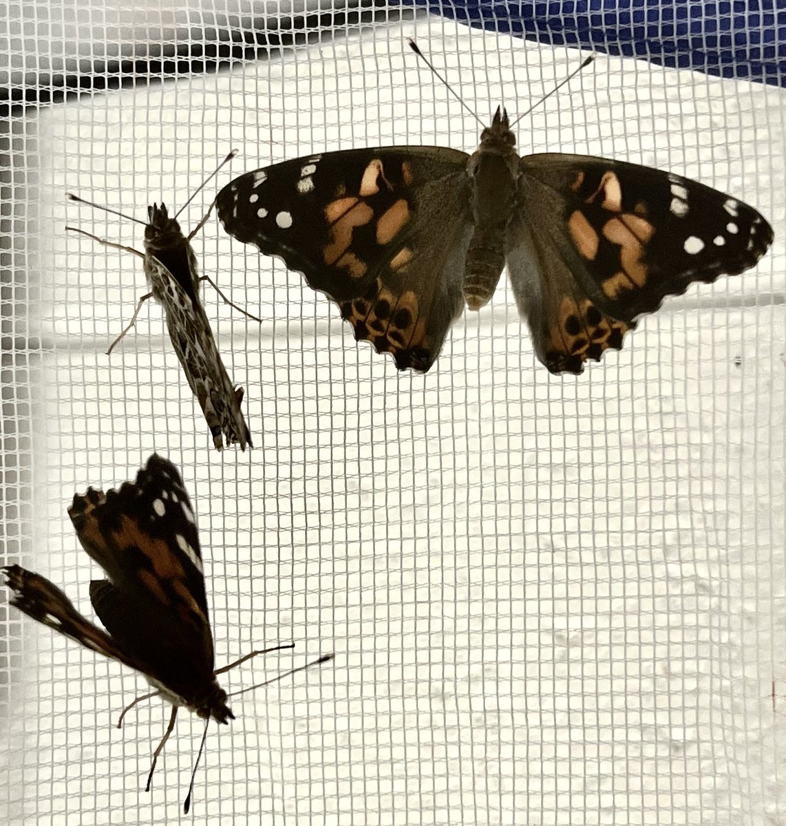 MrsAnnaWestphal's tweet photo. We ended our school year with growing caterpillars into butterflies. We learned all about the life cycle of a butterfly and released them outside🦋🦋🦋@MrsHollyWright @Chelsea_Tigers @fsd157c #WeAreChelsea #AllIn157c #157cgrows https://t.co/xkxSZVN7g2