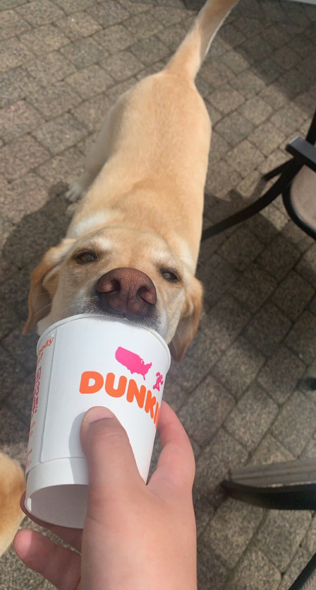sera_ramen's tweet photo. Max and Wilson run on Dunkin https://t.co/4vr3bgTTji