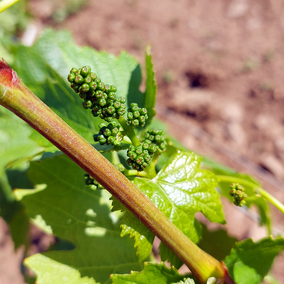 lighthallvyard's tweet photo. Lighthall's original estate vineyard is about to flower! No frost damage and a few early warm days mean we're just a bit ahead of usual. Stay tuned – or come visit to see for yourself! https://t.co/GRaFWzrSyM
#CountyUp #PECwine #vineyardvines #viticulture https://t.co/RBlQlcLXsg
