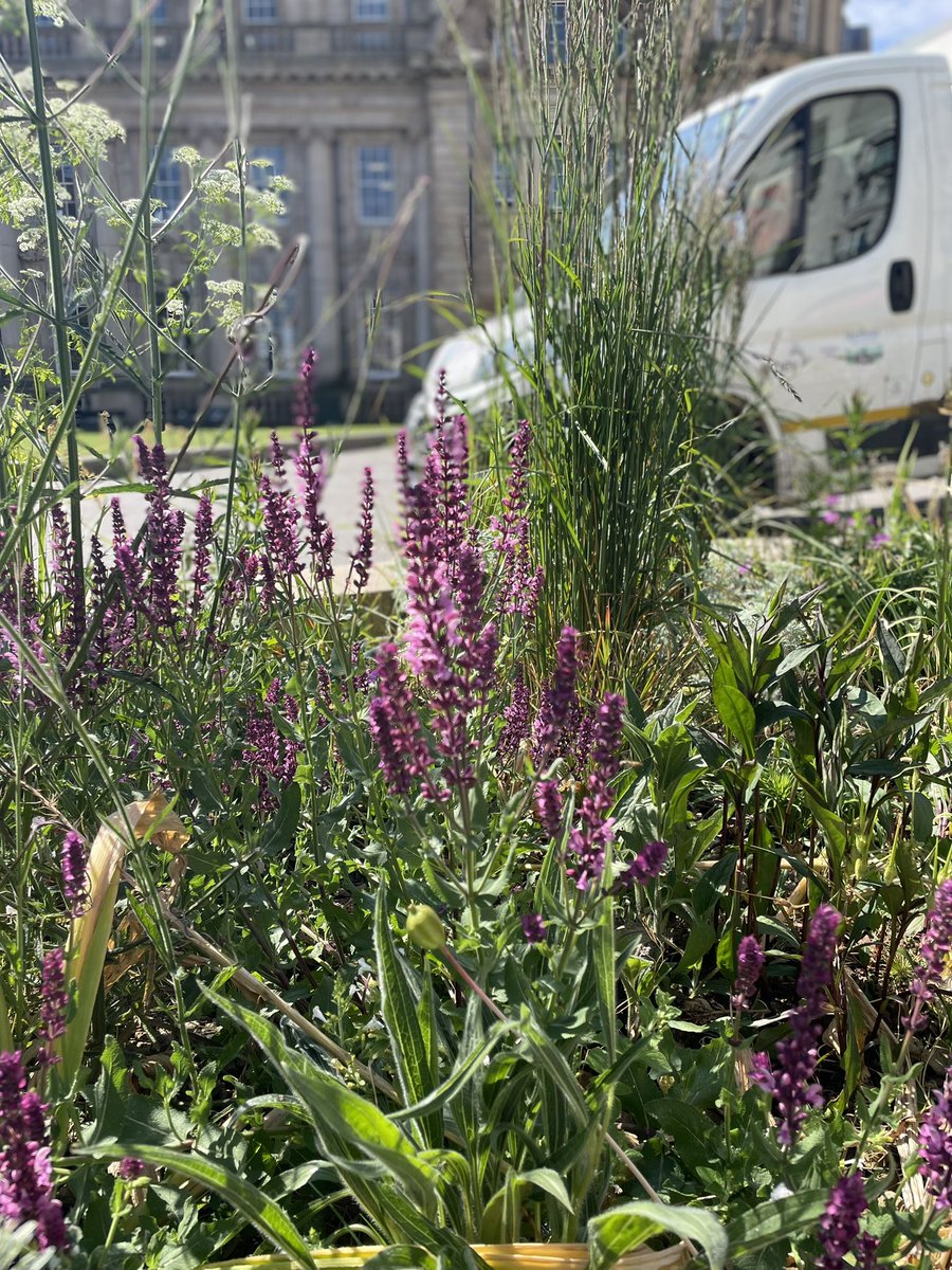 Purple and green flowers