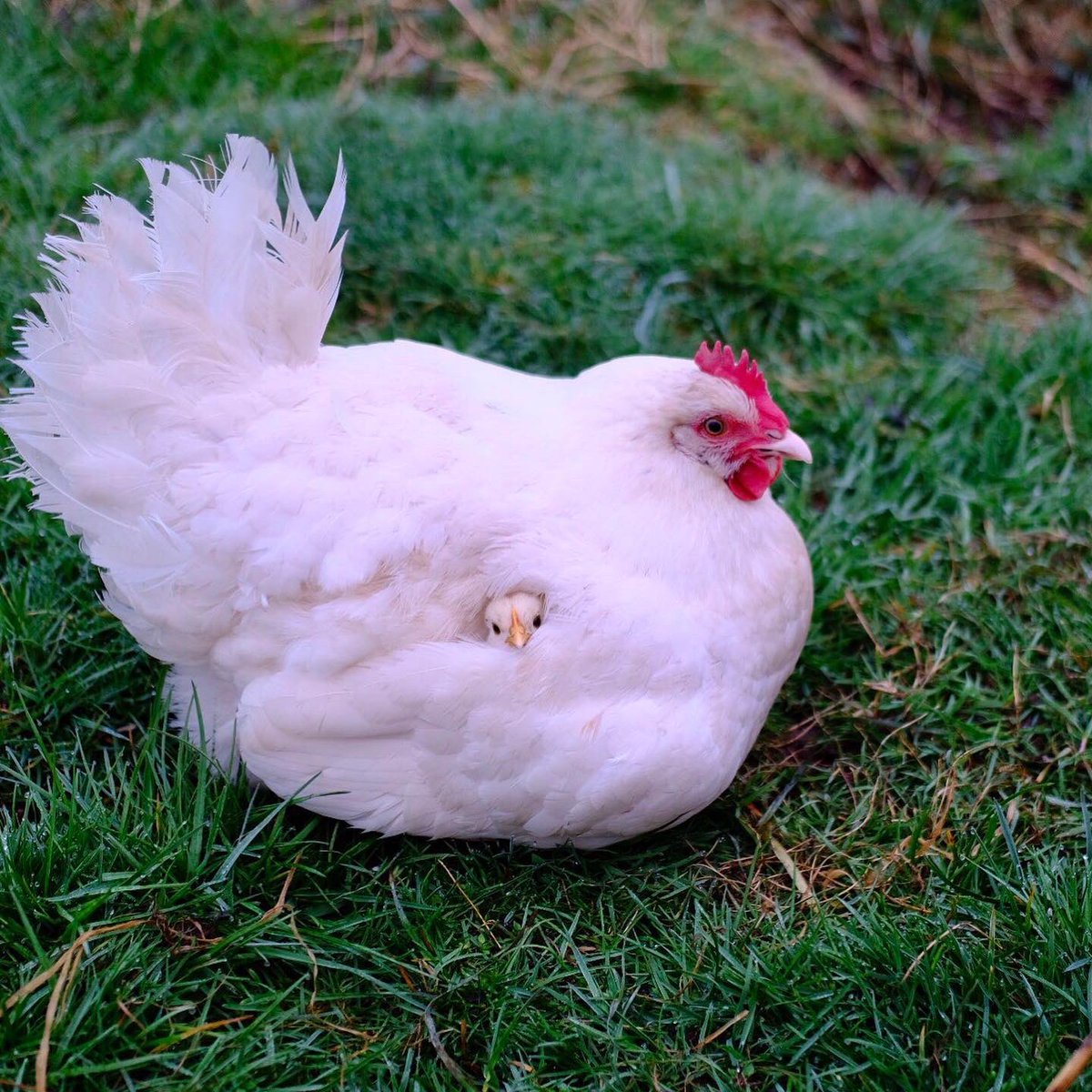 Be thankful mother is holding me back 😤✨