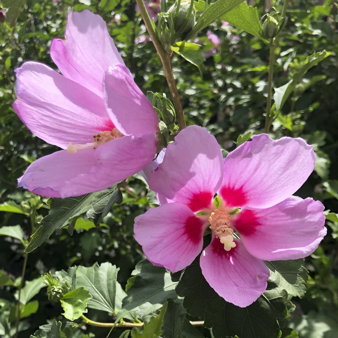 Rose of Sharon. This is from a bush that grows near my condo.
What flowers do you see in your neighborhood?
#gardenlife #gardenlove #walkinagarden #natureart #garden #gardening #mygarden #roseofsharon  #instagarden #gardens #flowerstagram #instaflower #flowersofinstagram #botanic