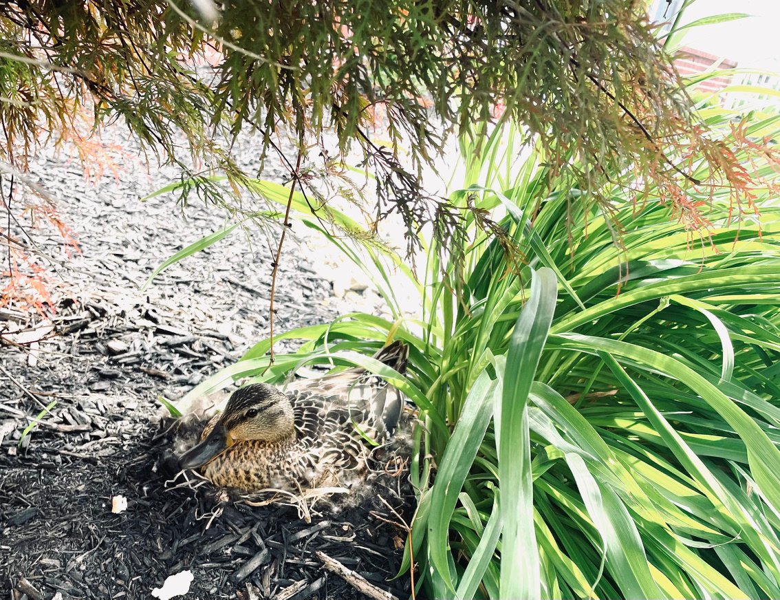 ValleyViewHC's tweet photo. Spring is in the air at Valley View! Follow our page for updates on our new neighbors! 🦆🐣 https://t.co/VLWe3I2nLz