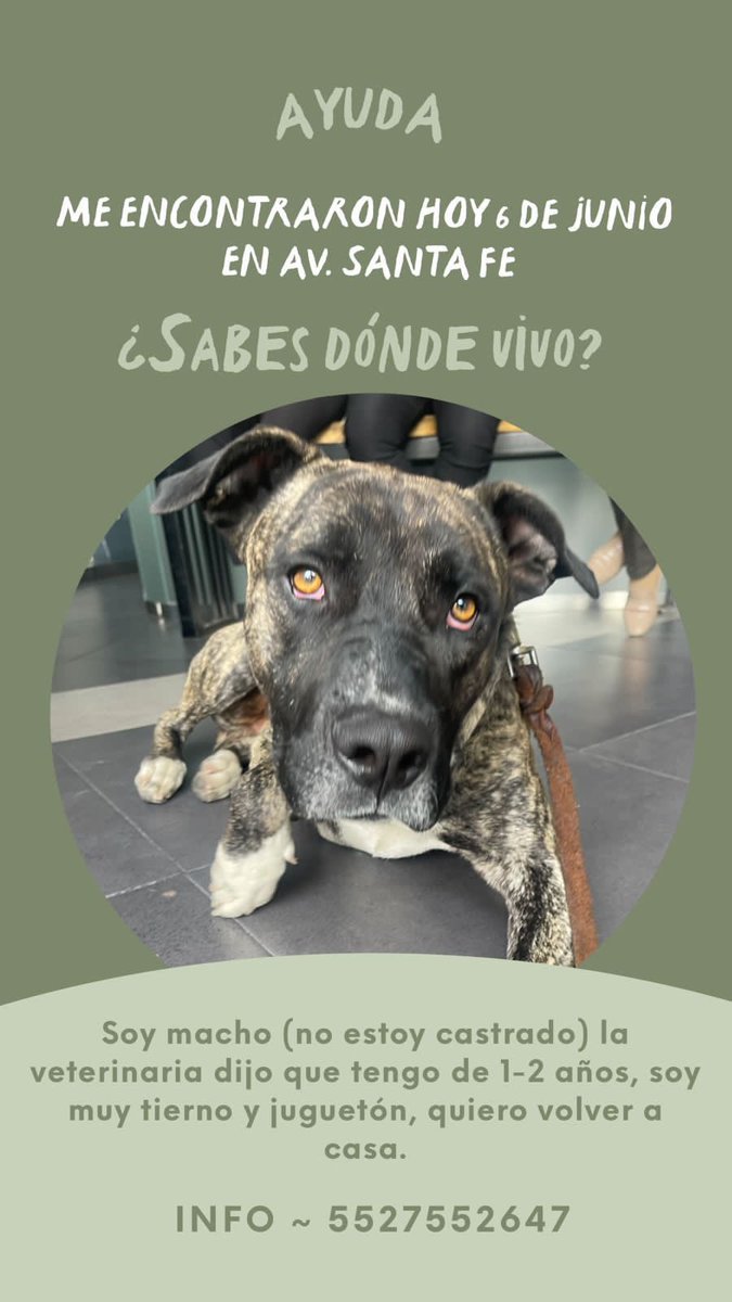 EncuentraDog tweet media