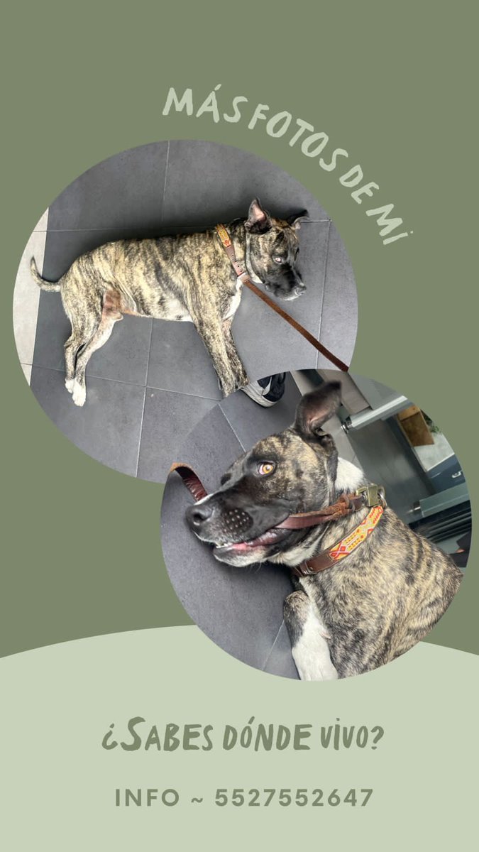 EncuentraDog tweet media