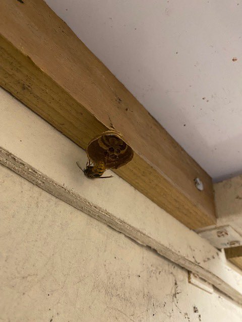 The start of something big….! Wasps are making their move!