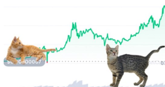 catecoin's tweet photo. BNB price is directly proportional  to CATE price because our pair is BNB/CATE
At present we aim to build products that will help #catecoin  in future and that's what we are up to
Our iOS account is still under review and our Analytics tool is almost ready 🚀🐱

#cryptocurrency https://t.co/gGFoKooIYb